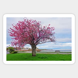 Lynn Shore Drive Spring Cherry Blossoms Lynn MA Sticker